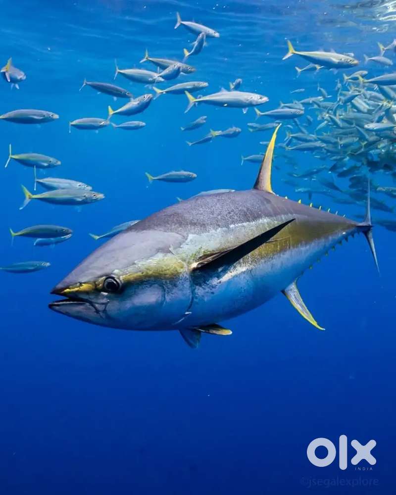 Fish cutting job