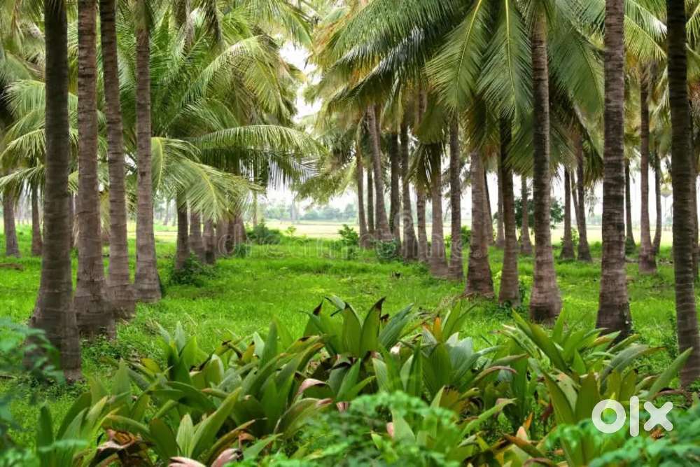 10,000 Acre Coconut Farm for Sale in Tamil Nadu