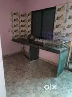 Girl bachelor