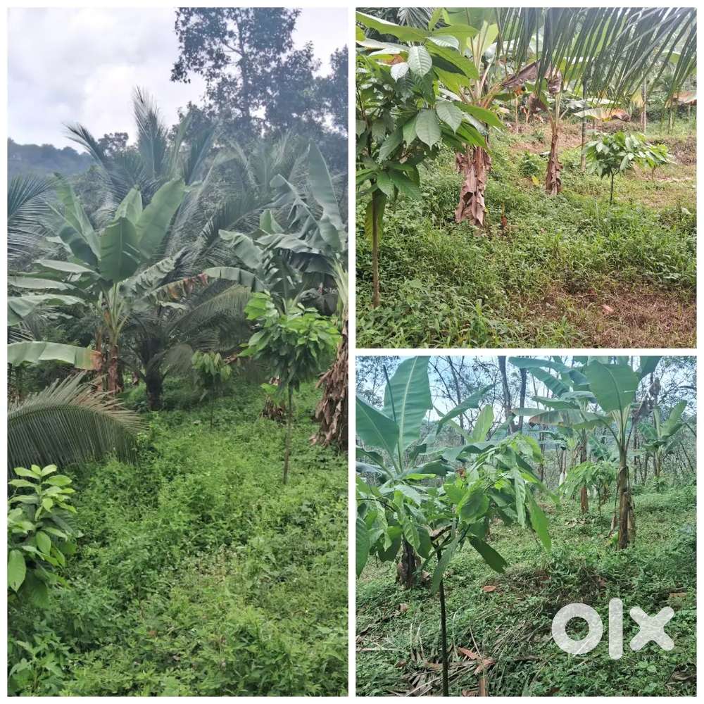 Wanted labourer for Agriculture farm work.