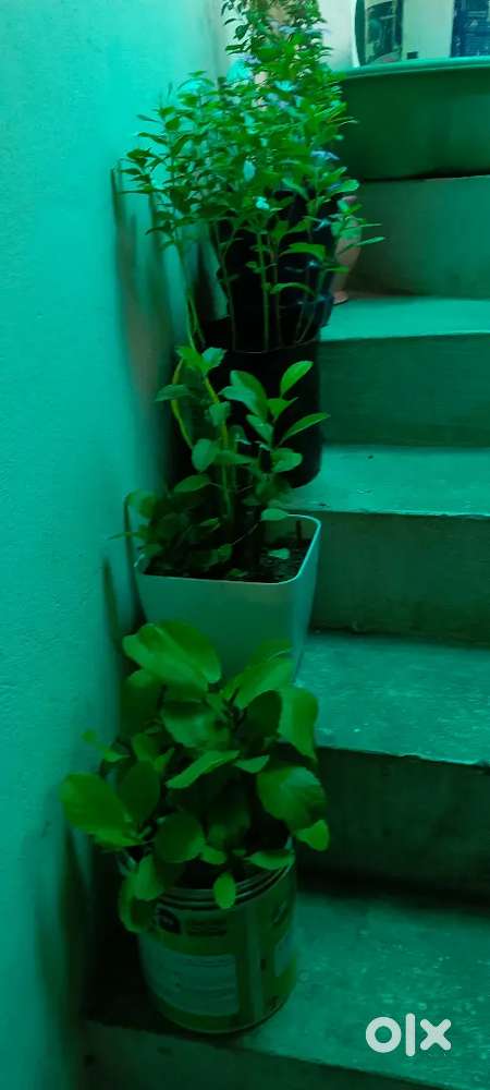 Beautiful plants