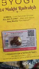 14mukhi Nepali Rudraksha