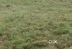 Residential Plot in Bijnor