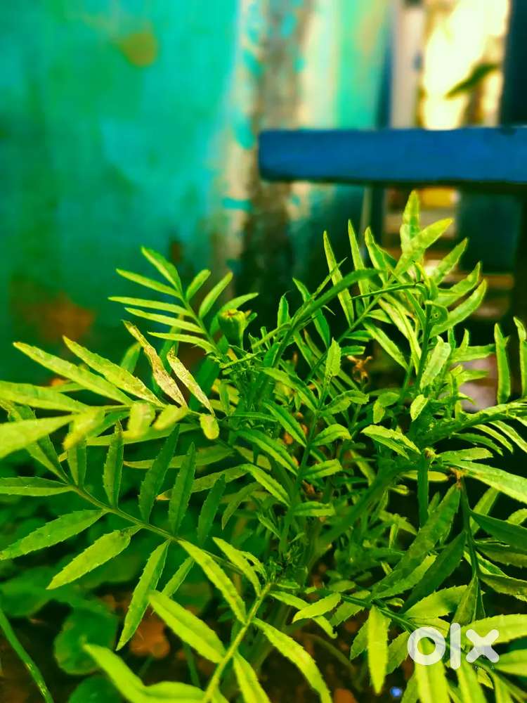 Driver and driver my life