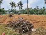 73.5 cent purayidem land for sale in kanjoor parappuram,Airport,Aluva