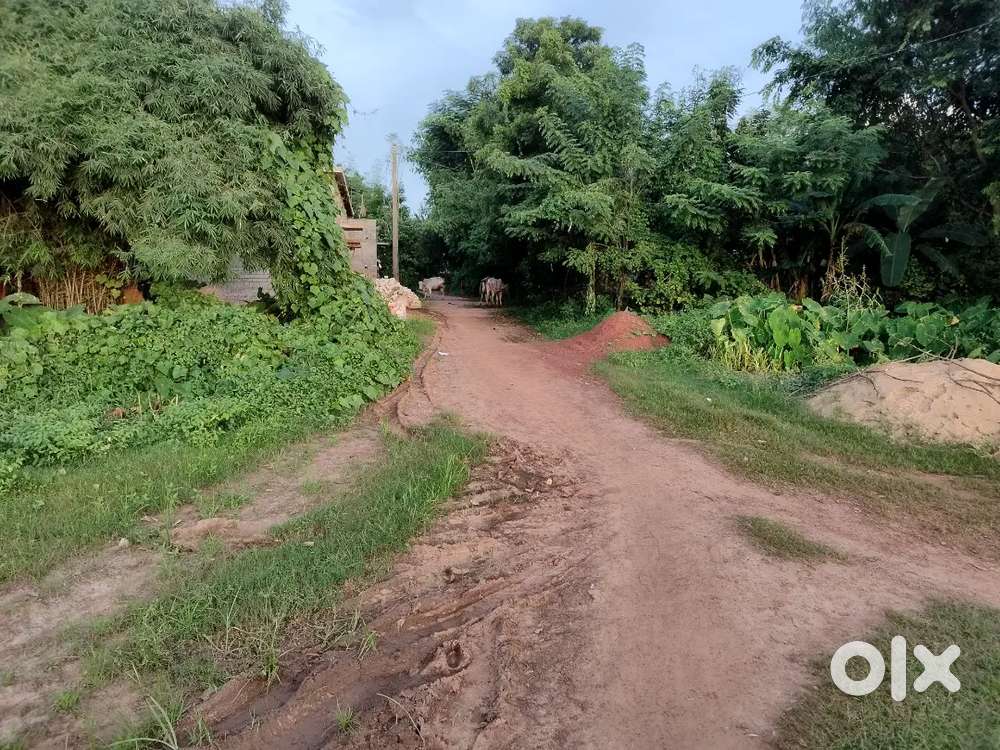 10 ghunt plot for sell Darpanigarh chandikhol jajpur