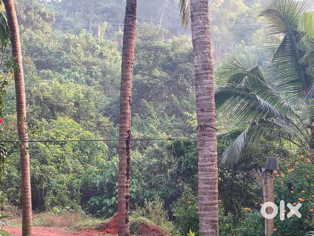 6.25 cents plain land for sale near kethikkal amrutheshwara temple