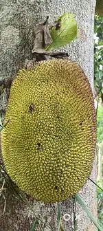 JACK FRUIT