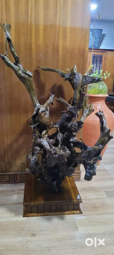 Teakwood root 85 year old