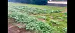 42 cent paddy field for sale