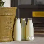MILK DELIVERY EXECUTIVE