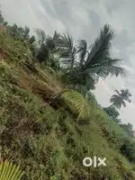 தென்னந்தோப்பை பராமரிக்க