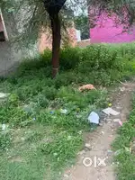 Best plot for buy