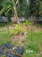 8 cent land for sale at Chitrapuzha, Irumbanam