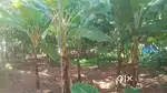 സ്ഥലം വില്പനക്ക് (PLOT FOR SALE)(വഴുതൂർ അല്ല)