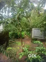 10 cent plot for sale near chowara, Aluva Desom