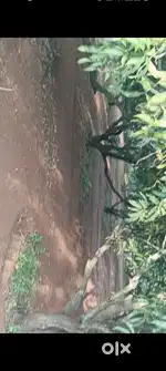 44 cent land sale