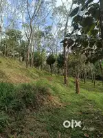 1 Acre plot for sale near Mananthavady