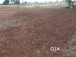 Near Gajwel,20 Guntas Agriculture land for sale