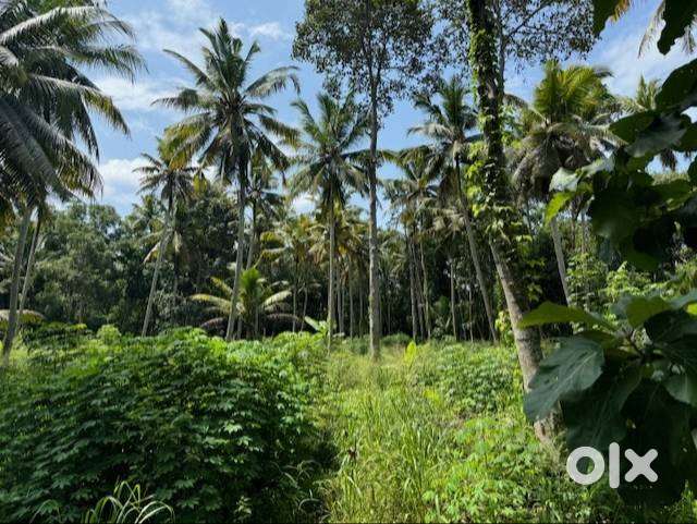 Truck-Accessible Land for Rent – Kattachalkuzhi,