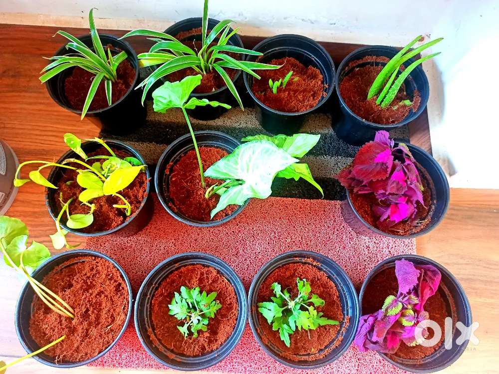 Customized Return Gift Plant Saplings