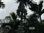 5 Acre Areca & Coffee Plantation for Sale – Jaipura, Balehonnur