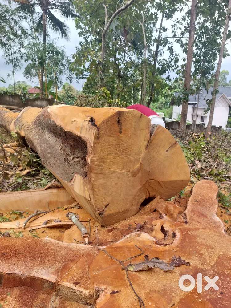 120 inch anjili forsale mallapally