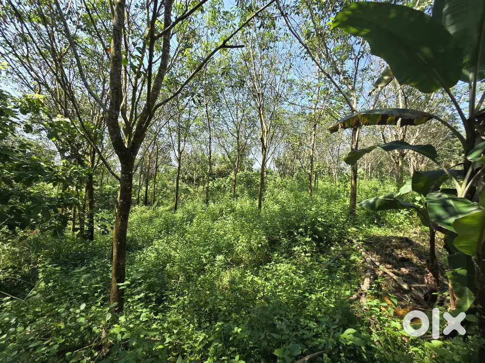 1 acre rubber plot for sale at piravom