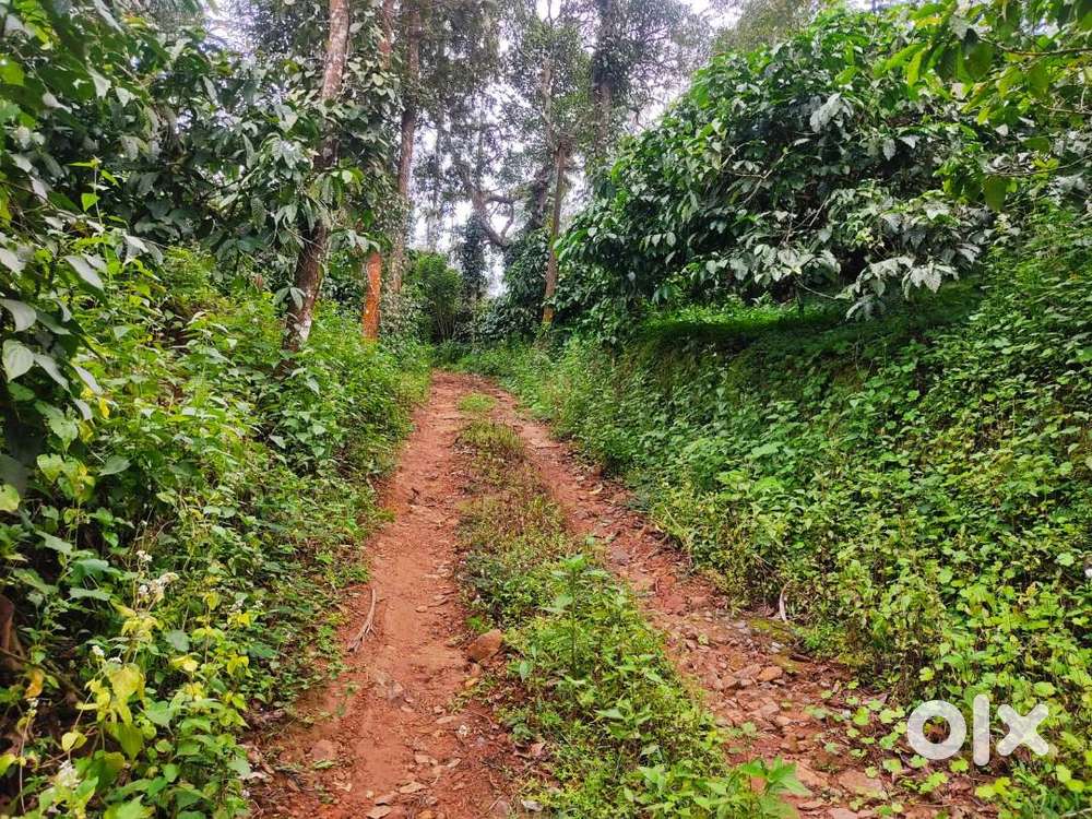 Beautiful Hill View Land Surrounded By Tea & Coffee – Perya Wayanad
