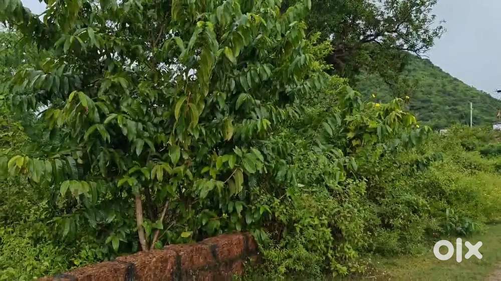 Banamali prasad near new evening clg