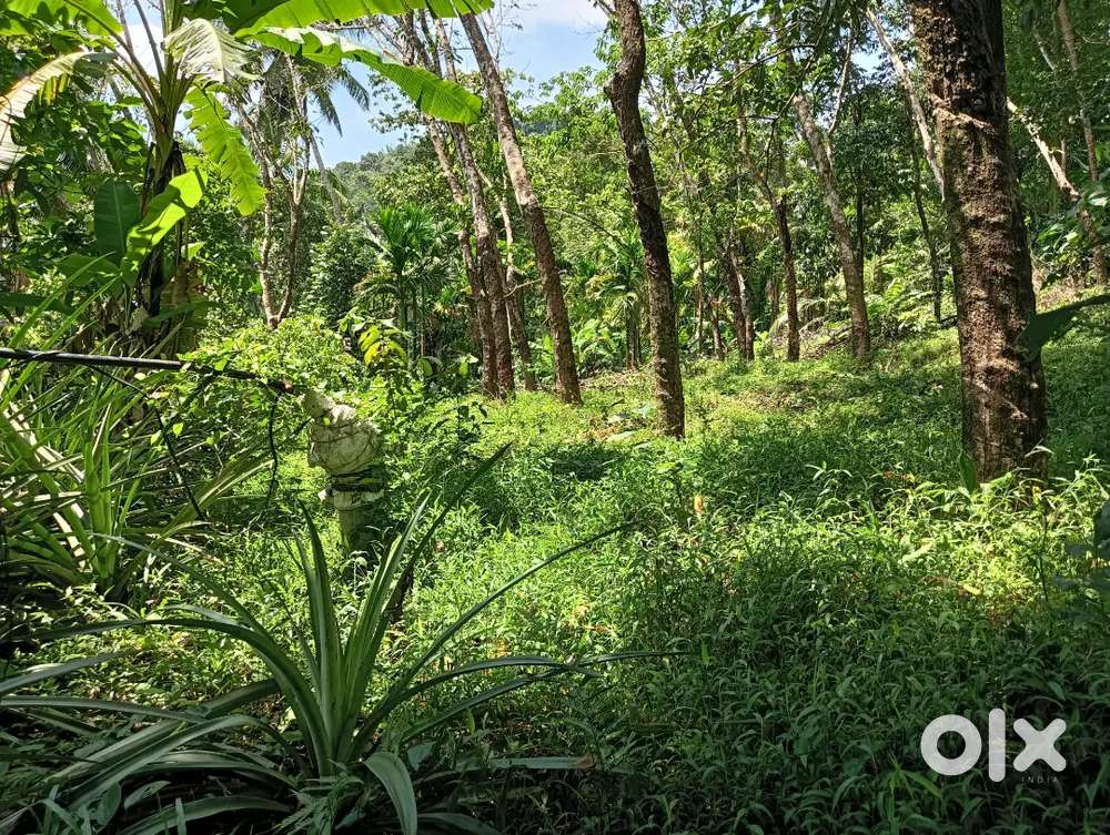 സ്ഥലം വില്പനക്ക്  ചിറ്റാരിക്കൽ