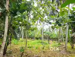 14 Cent Residential plot Near Medical College Chalakuzhy Pattom TVPM