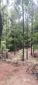 Agricaltural ptta land 6.59 acre 80cent kumkki