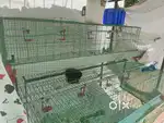 Chicken Cage - Brand New