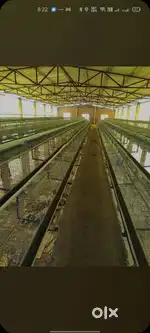 Layer farm available for rent.