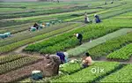 Wanted Farmer for Farmhouse