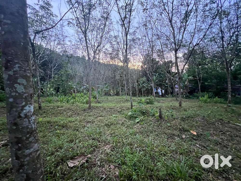 84 Cent land with rubber for sale