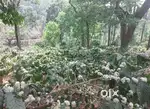 125 ACKRS COFFEE ESTATE FOR SALE