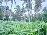75 Cent Commarcial plot Vengapotta Kallumala Punnakulam Vizhinjam TVPM