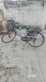 Lady bird cycle