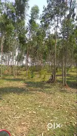 Prime 9-Acre Agricultural Land for Sale in Jatabal, papdahandi