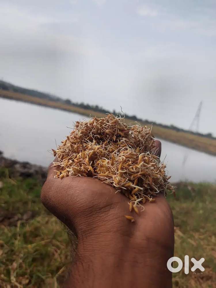 Amdoor village  patancheru  to 13km