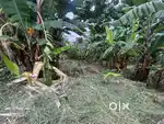 Grass cutting, trees cutting work