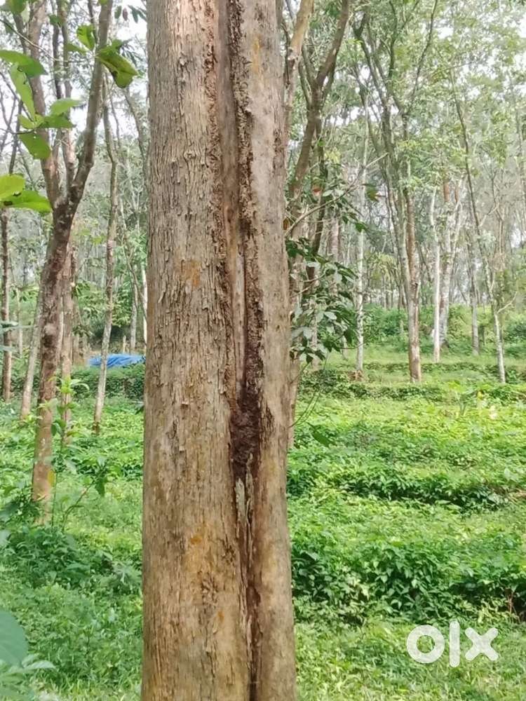 നെടുംകുന്നം 4 acr rubber. 35 lakh . Acr