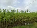 3 acres agricculture land of red soil. 2.5 KM from Lashmeshwara