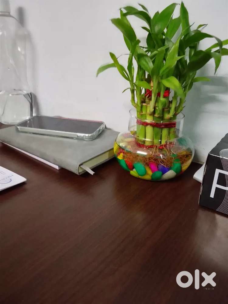Personal assistant female