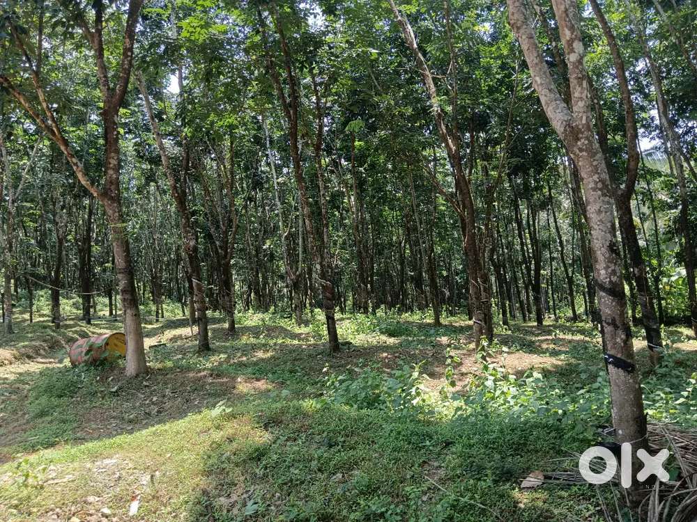 7 acre rubber plant land with 3 bhk house in beltangadi Karnataka