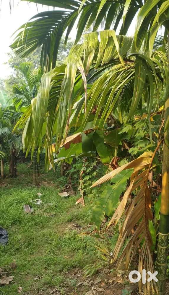 ಕಲ್ಲಡ್ಕ ಬಳಿ 5 ಸೆಂಟ್ಸ್ ರೆಕಾರ್ಡ್ & 7 ಸೆಂಟ್ಸ್ ಕುಮ್ಕಿ ಹಂಚಿನ ಮನೆ