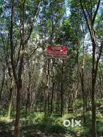 Rubber plantation for sale