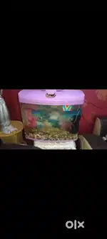 Fish aquarium